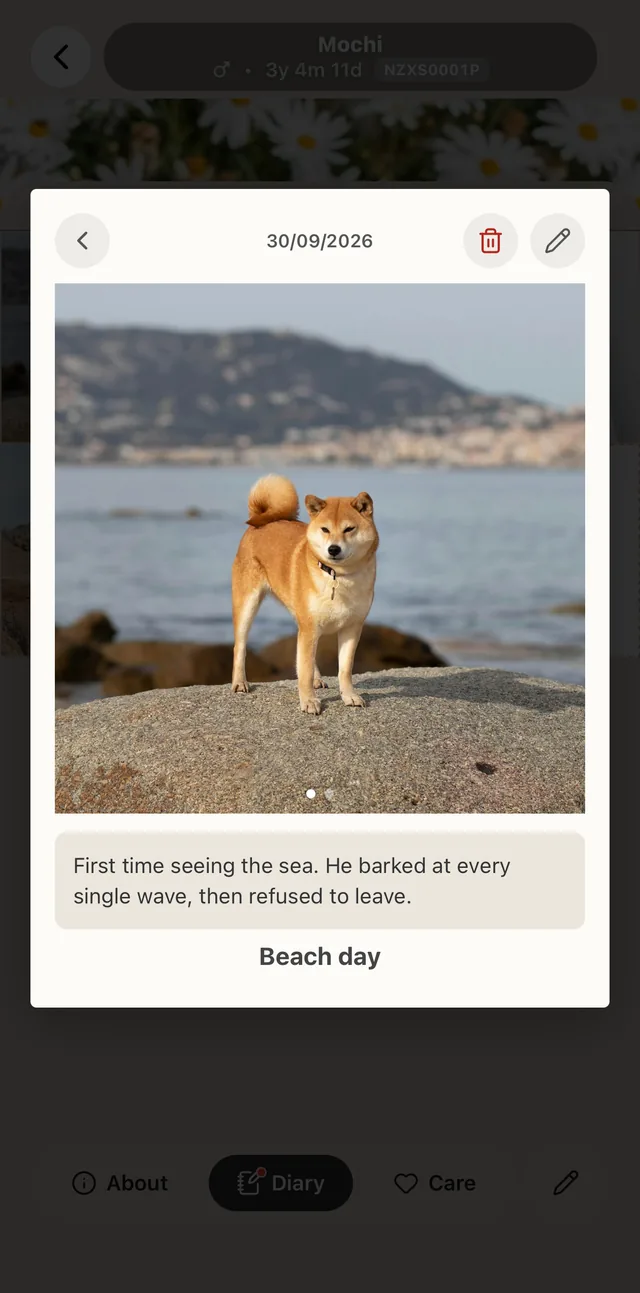 A memory of a Shiba's first day at the beach